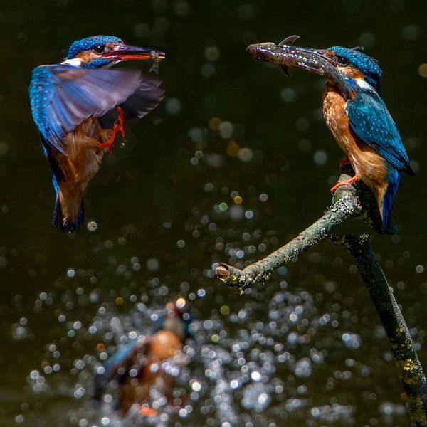 Kingfishers fishing by Michelle Peeters