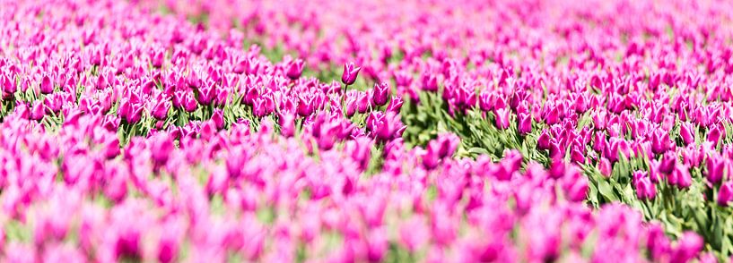 Dutch Tulips by Alex Hiemstra