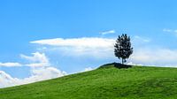 Der Einsame