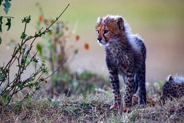 Cheetah welp van Peter Michel
