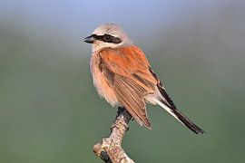 Red-backed shrike by Bernhard Kaiser