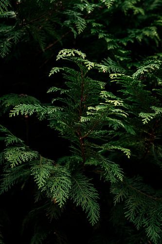Levendig Groen in Stille Schaduw