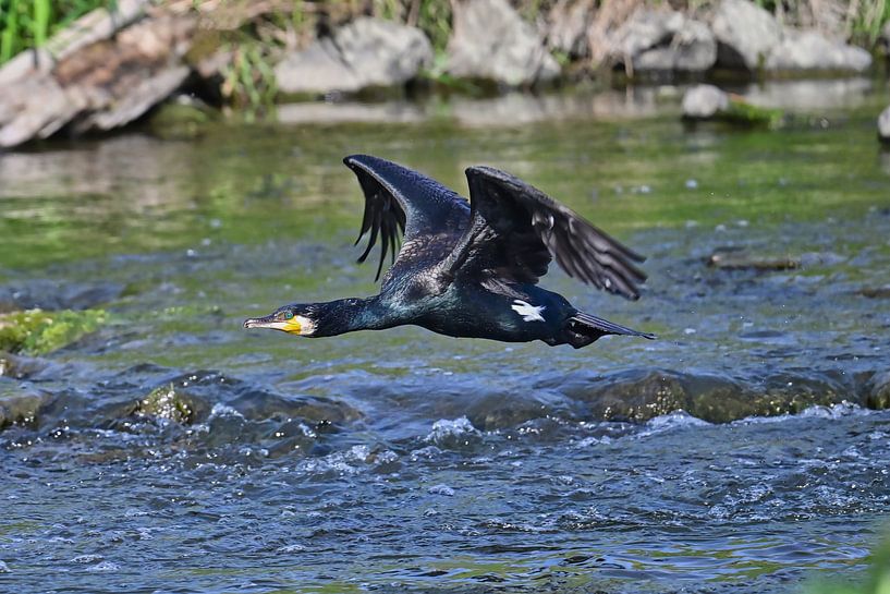 Flying cormorant by Bernhard Kaiser