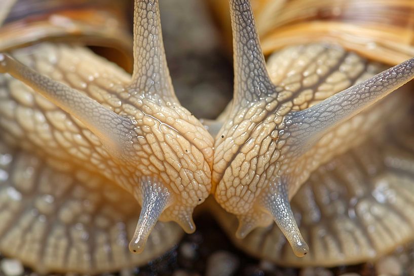 Detaillierte Nahaufnahme von zwei Schnecken von Imperial Art House