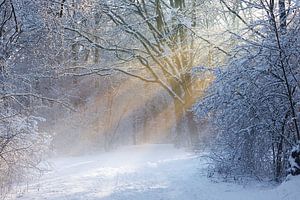 Rayons de soleil dans la neige