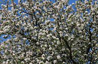 blossomtree van Yvonne Blokland thumbnail