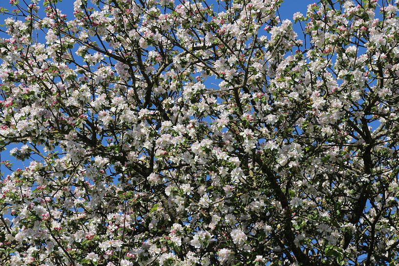 blossomtree von Yvonne Blokland