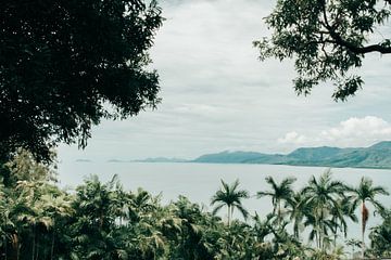 La jungle à Cairns sur Reis Genie