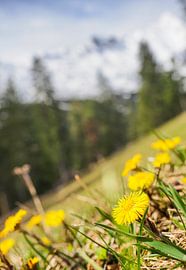Frühlingshafte Berglandschaft im Wettersteingebirge mit grünen Wiesen und markanten Gipfeln. von Miriam Schwarzfischer Fotografie