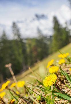 Frühlingshafte Berglandschaft im Wettersteingebirge mit grünen Wiesen und markanten Gipfeln. von Miriam Schwarzfischer Fotografie