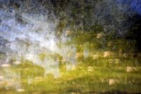 Pinhole Landschap
