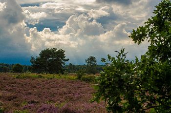 Groevenbeekse Heide Ermelo
