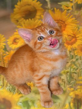 Zonnebloemen kittens van Michael Nägele