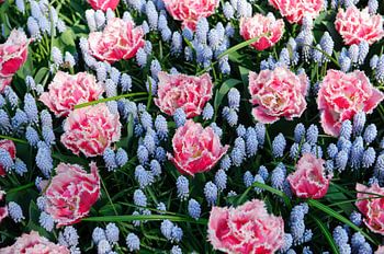 Bloemen - Anjers en blauwe druifjes - Nederland