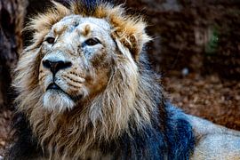 König der Savanne von Heiko Schlaich