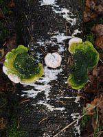 White hump fungus next to fungi on a tree trunk in Drenthe
