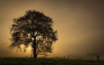 Baum im Nebel mit aufgehender Sonne von Maarten Salverda