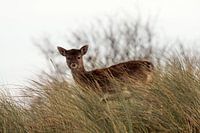 Looking deer