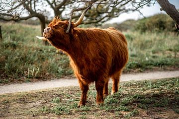 Le Highlander écossais dans le parc de Westduin sur Charlotte Van Der Gaag