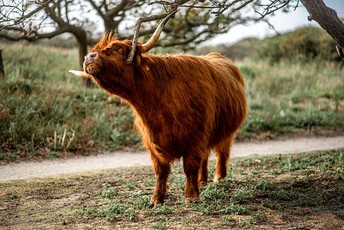 Scottish Highlander in Westduin Park