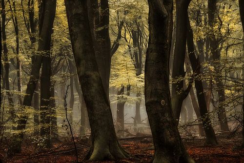 Verborgen Schoonheid