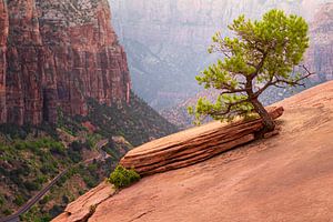 Bonsai Zion National Park