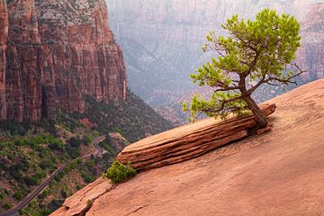 Bonsai Zion National Park van Steve Mestdagh