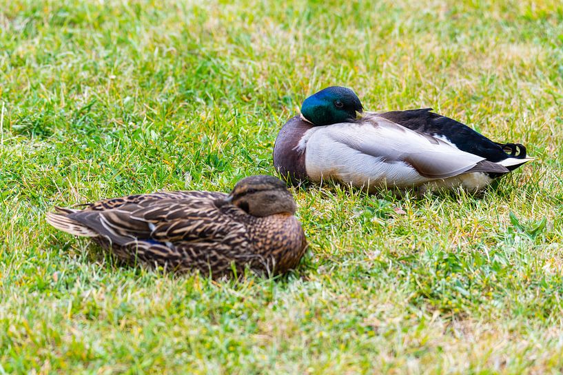 Les colverts (Anas platyrhynchos) se mettent à l'aise sur la pelouse et apprécient leur union et son par Matthias Korn