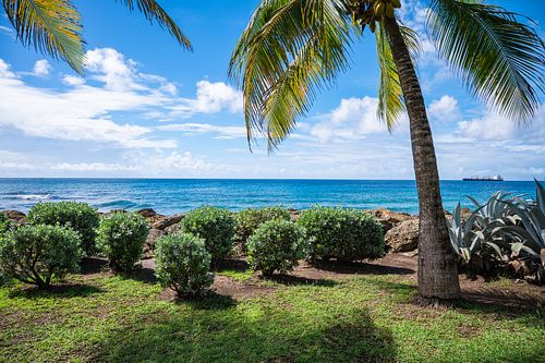 Tropisch Park langs de Kust van Barbados van Nancy Pauwels Photo