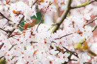 Blossom