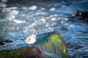 Steltoper aan de Nederlandse kust