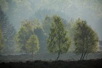 Lente op de Valeberg Ede
