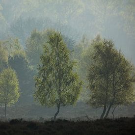 Lente op de Valeberg Ede von Photo 4u