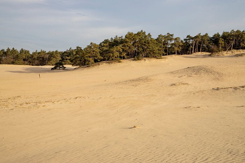 Zand, zand en nog eens zand, het is het Hulshorster Zand van Hans de Waay