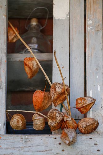 Lanterns after the winter