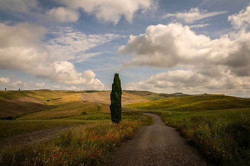 Cipres in Val d'Orcia, Toscane, Italië