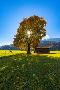 Herbstsonne im bunten Farbenzauber in Garmisch-Partenkirchen