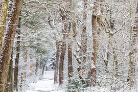 Winter in het Zeister bos, Utrechtse heuvelrug! van Peter Haastrecht, van