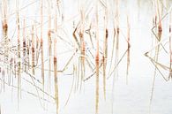 Riet reflecties van Karin in't Hout thumbnail