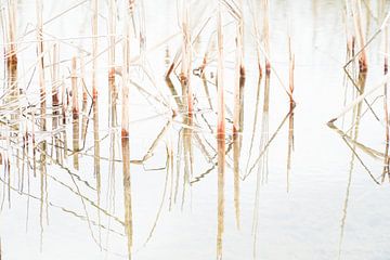 Riet reflecties by Karin in't Hout