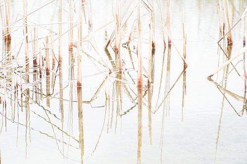 Riet reflecties