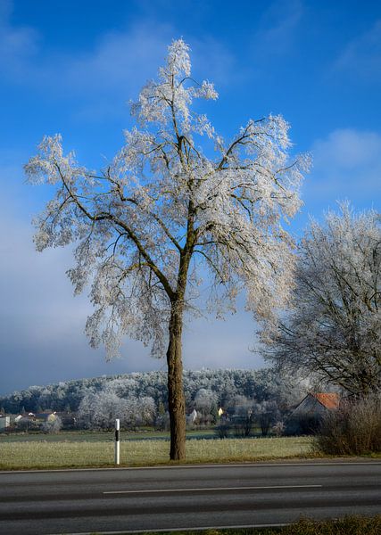 Arbres recouverts de givre dans un paysage hivernal bavarois par ManfredFotos