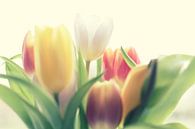 Tulpen Pastel van Rune Scholts thumbnail