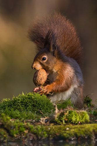 Eichhörnchen mit Walnuss