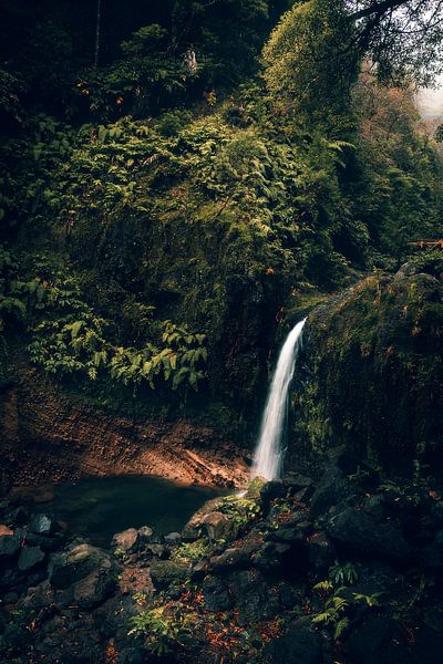 Into the Jungle von Joris Machholz