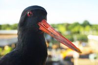 Oystercatcher