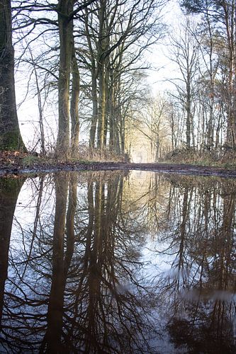 Reflecties in een regenplas