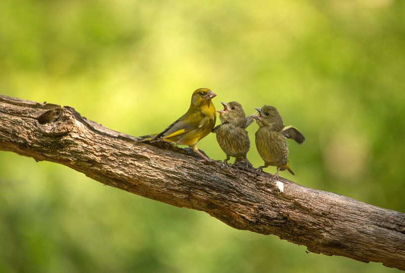 mamaaa! by hanny bosveld