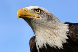 American Bald eagle