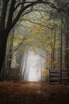 Bos fotografie "Piles of logs" van Björn van den Berg